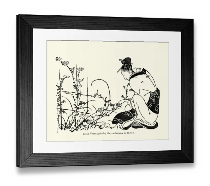 Framed Print : Japanese Art, Young woman gathering Chrysanthemums Framed Print : Japanese Art, Young woman gathering Chrysanthemums