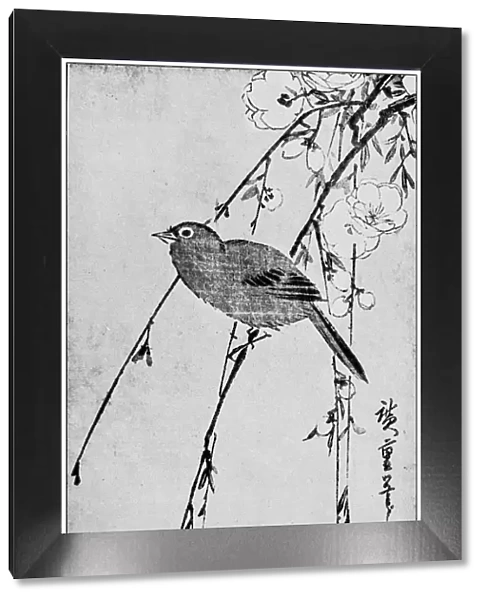 Antique Japanese Illustration: Bird and flowers by Hiroshige I