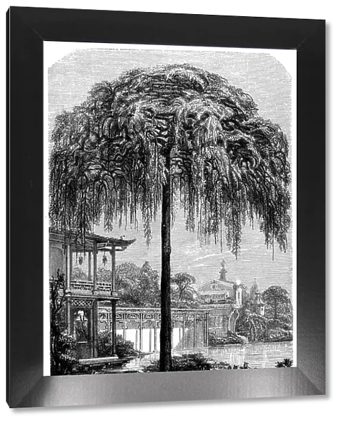 Antique illustration of Styphnolobium japonicum (Pagoda Tree, Chinese Scholar)