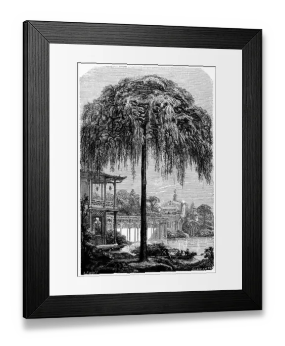 Framed Print : Antique illustration of Styphnolobium japonicum (Pagoda Tree, Chinese Scholar) Framed Print : Antique illustration of Styphnolobium japonicum (Pagoda Tree, Chinese Scholar)