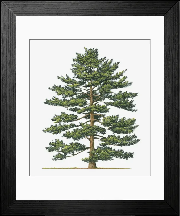 Framed Print : botany, cut out, day, evergreen, flora, green, japanese white pine, leaf, no people Framed Print : botany, cut out, day, evergreen, flora, green, japanese white pine, leaf, no people