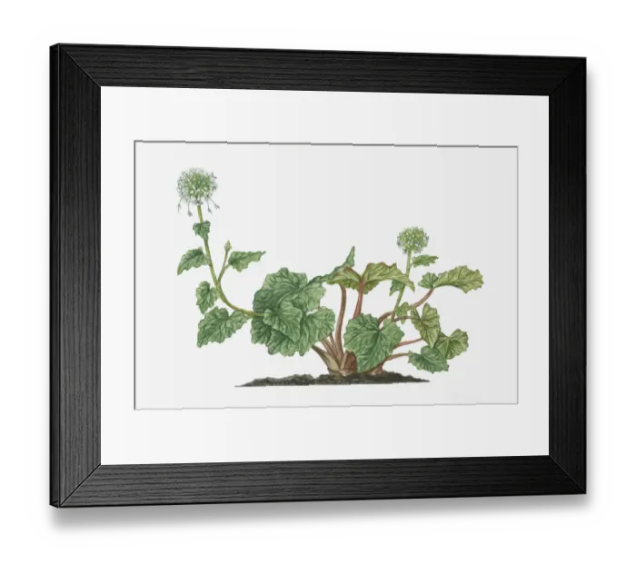 Framed Print : botany, cut out, day, edible flower, flora, flower, green, herb, japanese horseradish