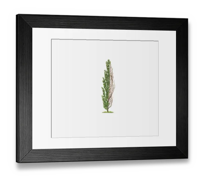 Framed Print : botany, change, cut out, day, flora, horizontal, japanese cherry, no people, outdoors Framed Print : botany, change, cut out, day, flora, horizontal, japanese cherry, no people, outdoors