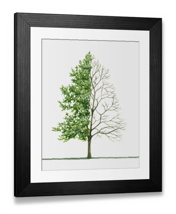 Framed Print : botany, change, contrasts, day, green, growth, illustrative technique, japanese hop hornbeam Framed Print : botany, change, contrasts, day, green, growth, illustrative technique, japanese hop hornbeam