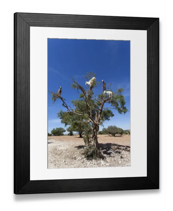 Framed Print : Goat feeding in argan tree. Marocco Framed Print : Goat feeding in argan tree. Marocco