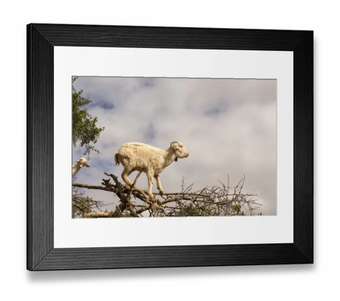 Framed Print : Morocco Goats feeding in argan tree Framed Print : Morocco Goats feeding in argan tree