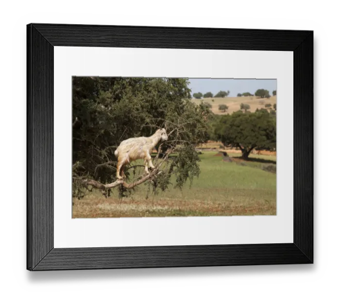 Framed Print : Goat feeding in argan tree. Marocco Framed Print : Goat feeding in argan tree. Marocco