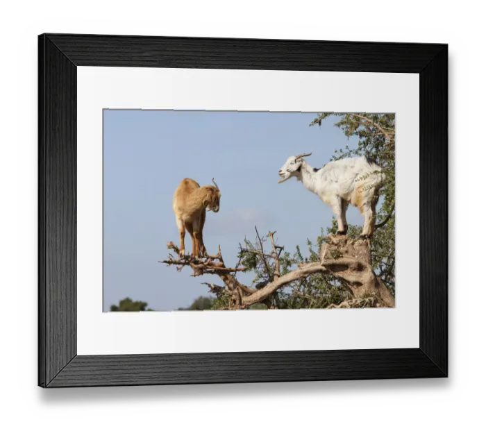 Framed Print : Goat feeding in argan tree. Marocco Framed Print : Goat feeding in argan tree. Marocco