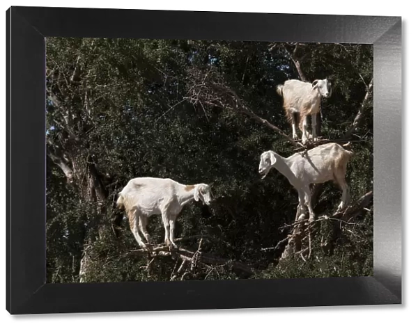 Goats feeding in argan tree. Marocco