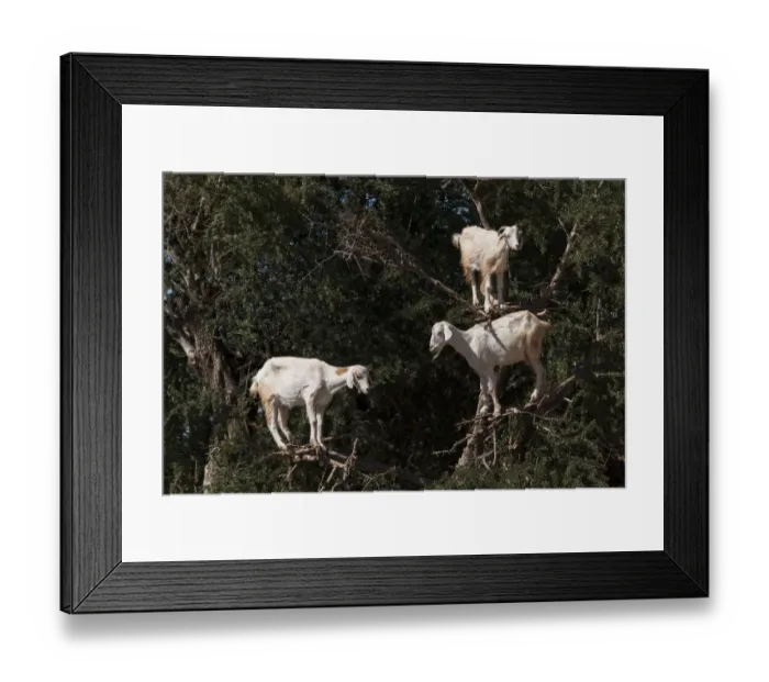 Framed Print : Goats feeding in argan tree. Marocco Framed Print : Goats feeding in argan tree. Marocco