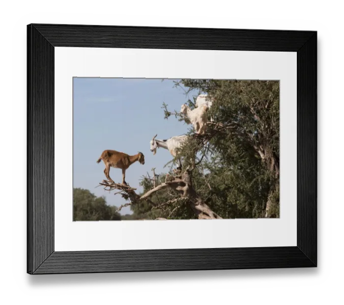 Framed Print : Goat feeding in argan tree. Marocco Framed Print : Goat feeding in argan tree. Marocco