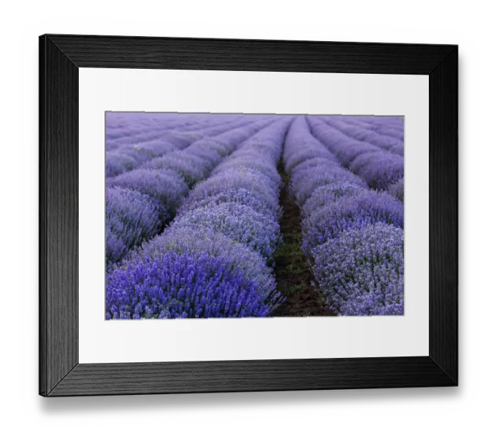 Framed Print : Beautiful and colourful lavander field Framed Print : Beautiful and colourful lavander field