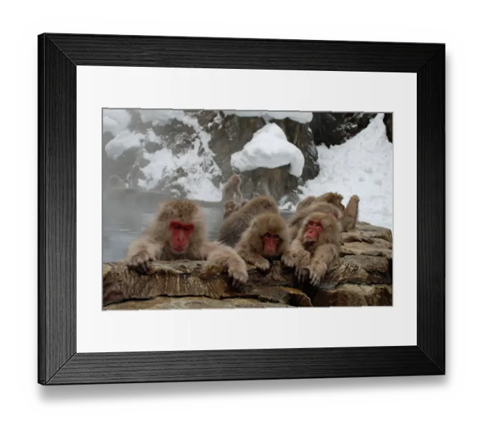 Framed Print : Snow Monkeys Framed Print : Snow Monkeys