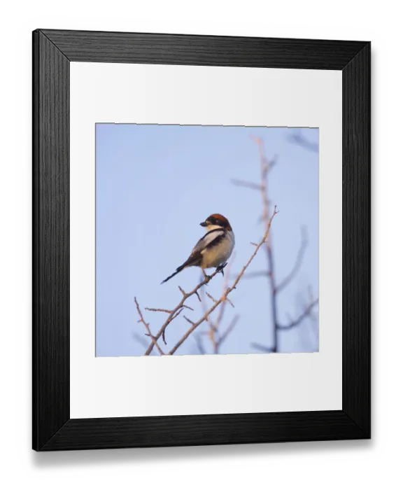 Framed Print : Male woodchat shrike Framed Print : Male woodchat shrike