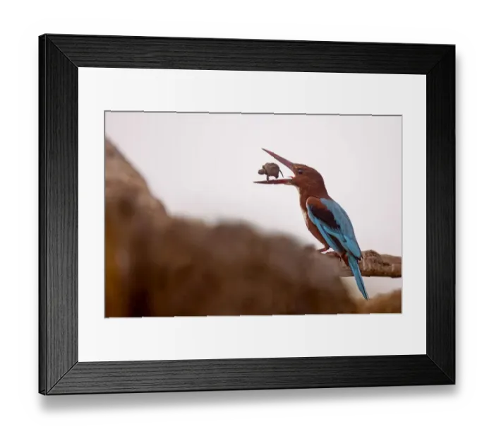 Framed Print : White-throated kingfisher Framed Print : White-throated kingfisher