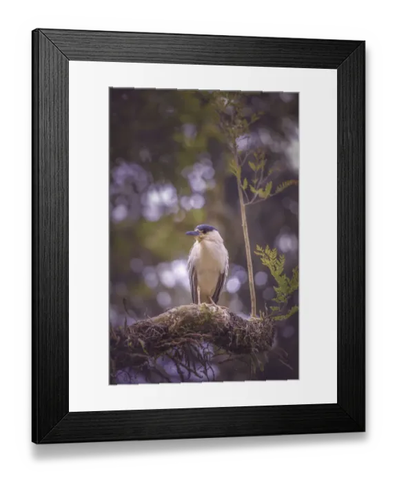Framed Print : Black-crowned night heron Framed Print : Black-crowned night heron