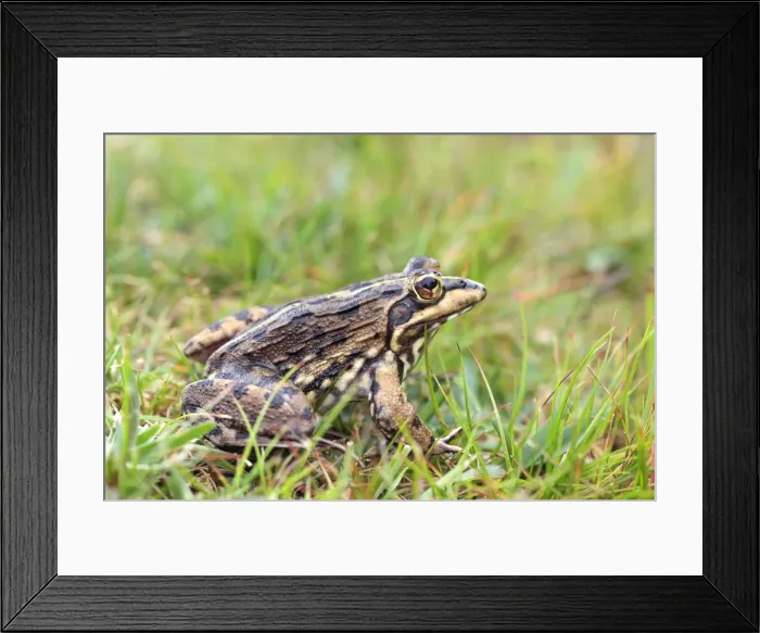 Framed Print : Cape river frog Framed Print : Cape river frog