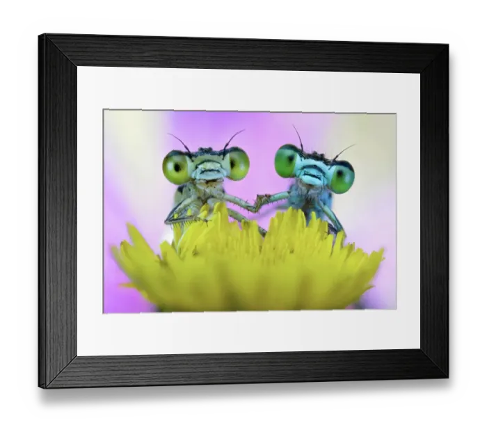 Framed Print : Two damselflies on wild flower Framed Print : Two damselflies on wild flower