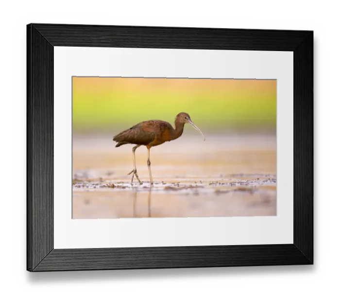 Framed Print : Glossy Ibis (Plegadis falcinellus) Framed Print : Glossy Ibis (Plegadis falcinellus)