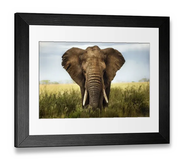 Framed Print : African elephant Framed Print : African elephant