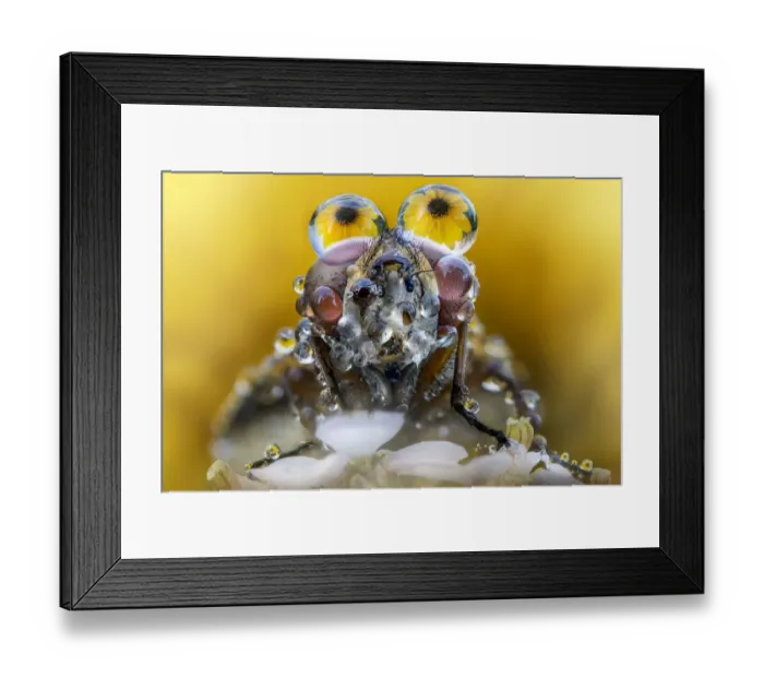Framed Print : Fly with dew drops on eyes Framed Print : Fly with dew drops on eyes