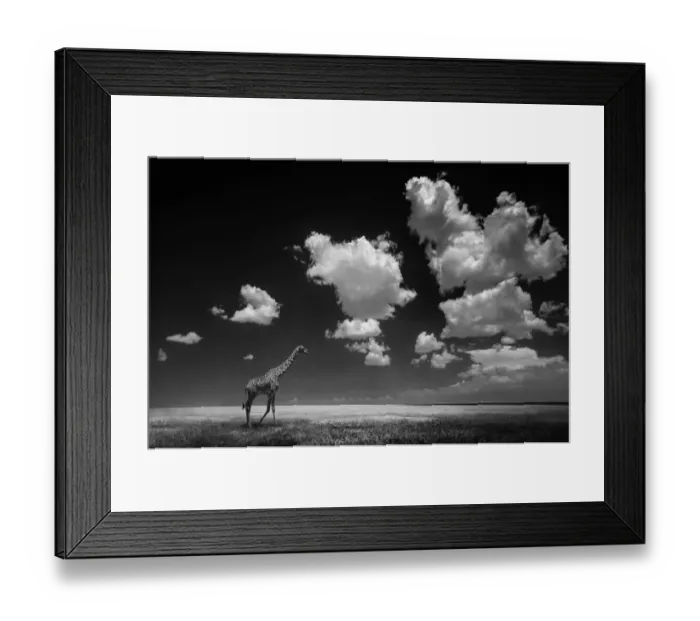 Framed Print : Giraffe on plain Framed Print : Giraffe on plain
