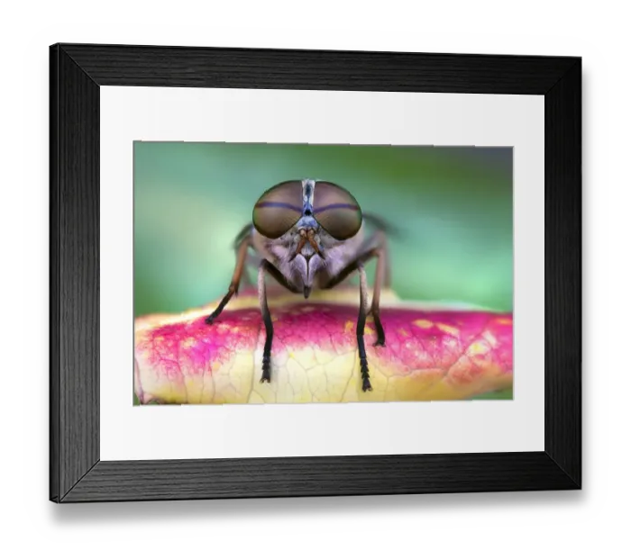 Framed Print : Fly on a leaf Framed Print : Fly on a leaf