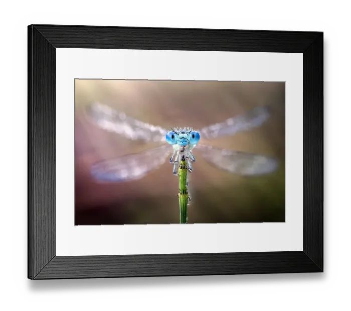Framed Print : Damselfly with its wings spread out Framed Print : Damselfly with its wings spread out
