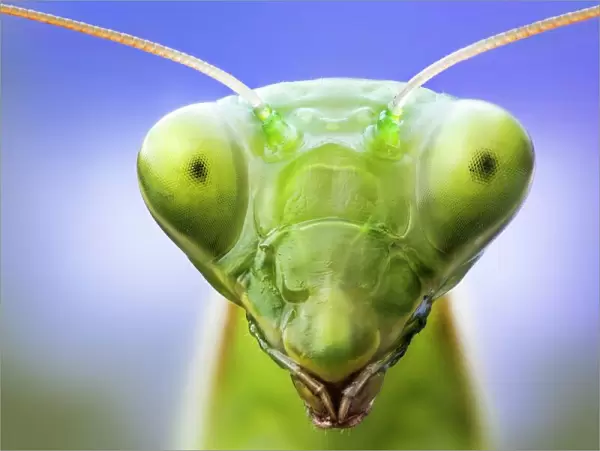 Praying mantis head