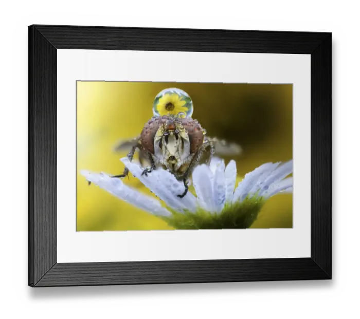Framed Print : Fly on daisy Framed Print : Fly on daisy