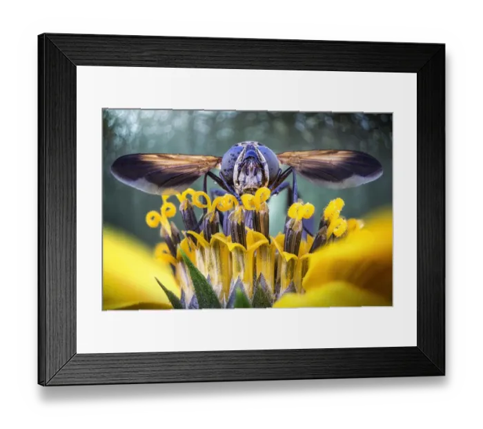 Framed Print : Fly on yellow flower with wings spread Framed Print : Fly on yellow flower with wings spread