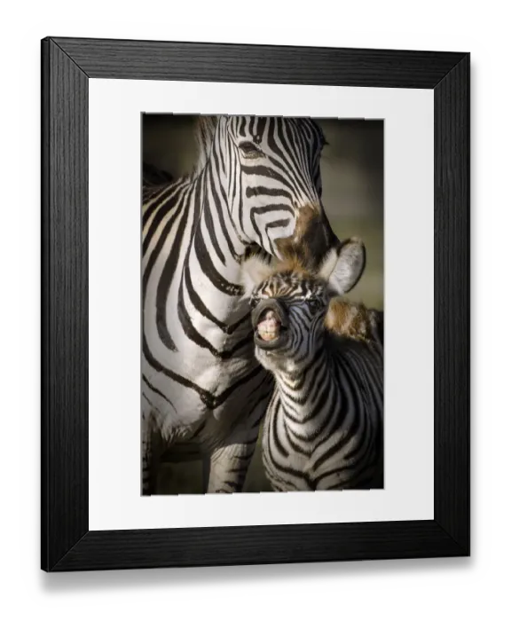 Framed Print : Adult and baby zebra Framed Print : Adult and baby zebra