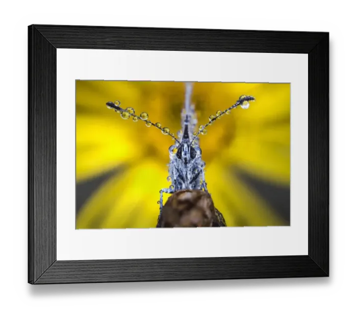 Framed Print : Butterfly with dew drops Framed Print : Butterfly with dew drops