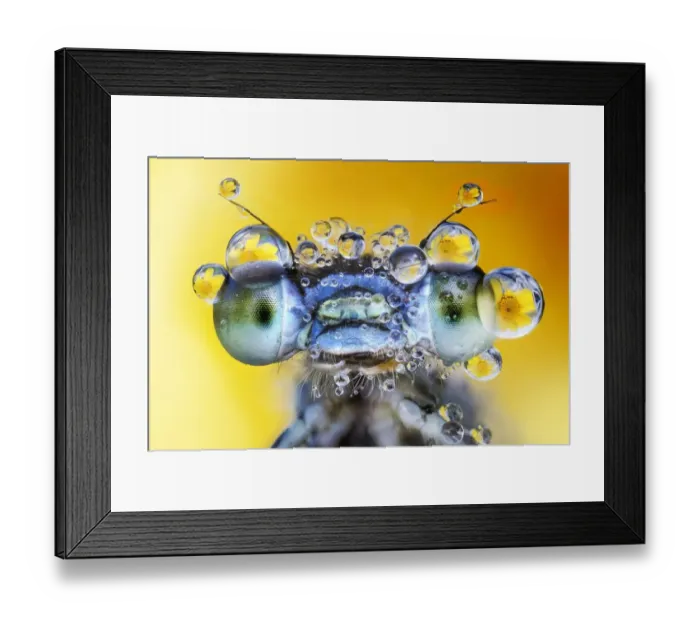 Framed Print : Damselfly with des drops on its eyes Framed Print : Damselfly with des drops on its eyes