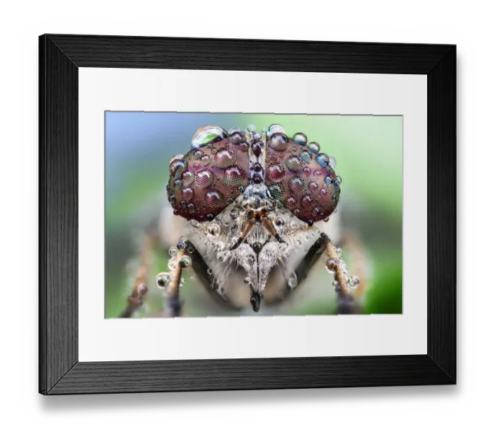Framed Print : Fly with dew drops on its eyes Framed Print : Fly with dew drops on its eyes
