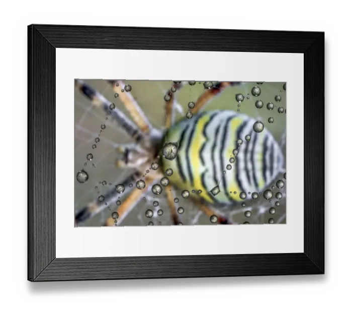 Framed Print : Drops of dew on a spiderweb Framed Print : Drops of dew on a spiderweb