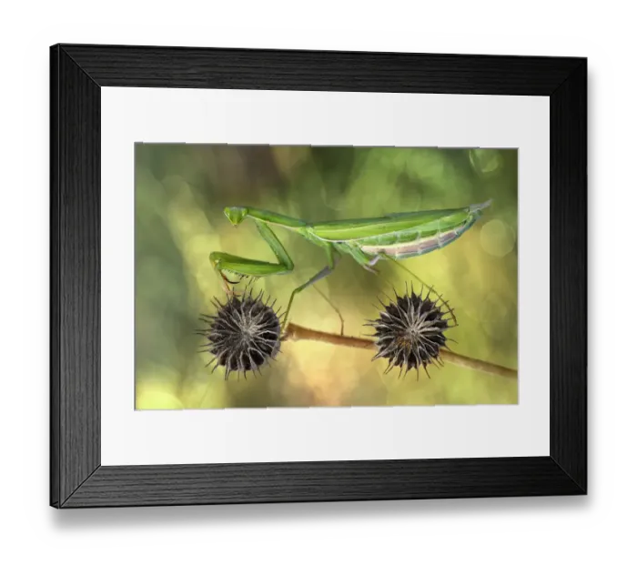 Framed Print : Praying mantis on a plant stem Framed Print : Praying mantis on a plant stem