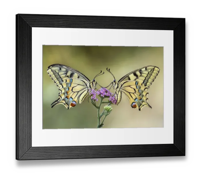 Framed Print : Two swallowtail butterflies on a flower Framed Print : Two swallowtail butterflies on a flower