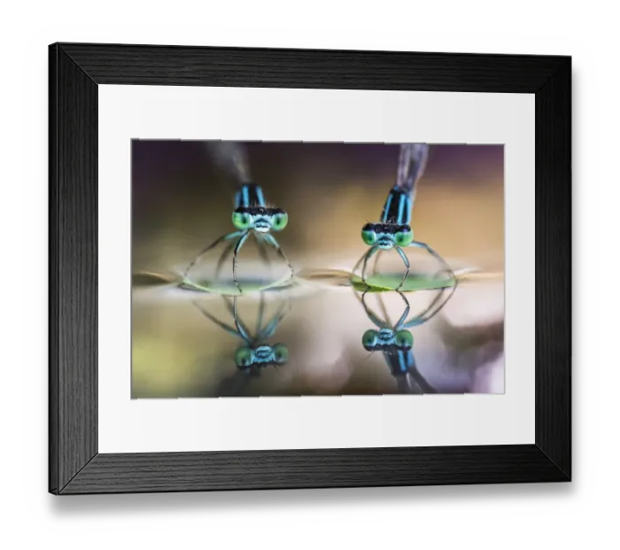 Framed Print : Two damselflies on leaves Framed Print : Two damselflies on leaves