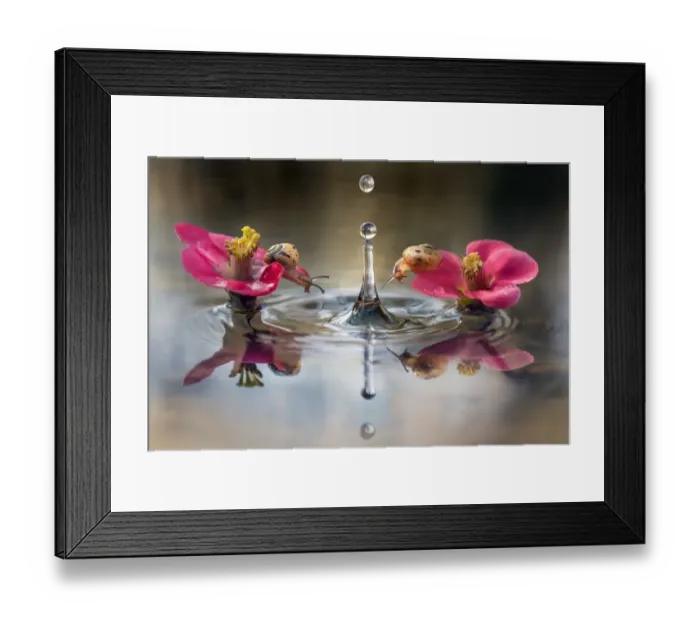 Framed Print : Two small snails