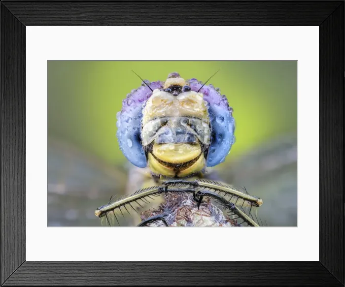 Framed Print : Dragonfly on plant Framed Print : Dragonfly on plant
