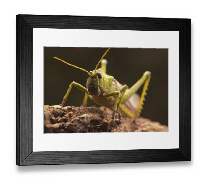 Framed Print : Giant grasshopper Framed Print : Giant grasshopper