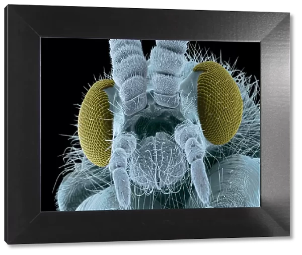 Fly head, colored scanning electron micrograph