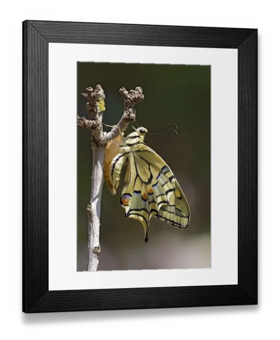 Framed Print : Old World Swallowtail Papilio machaon Framed Print : Old World Swallowtail Papilio machaon