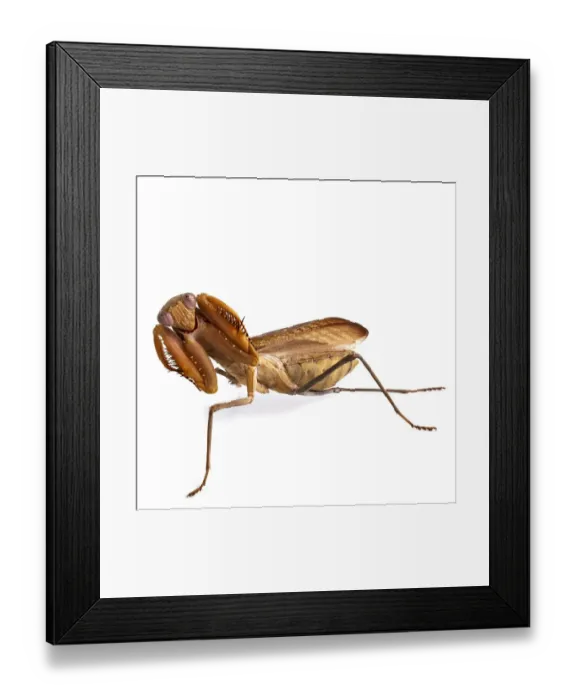 Framed Print : African mantis Framed Print : African mantis