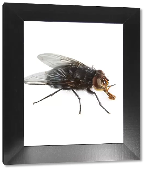 Bluebottle fly