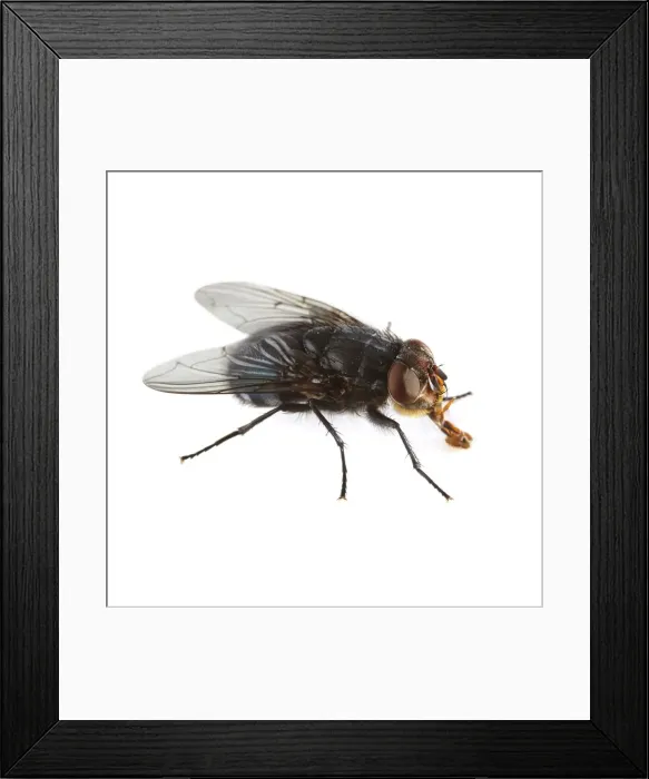 Framed Print : Bluebottle fly