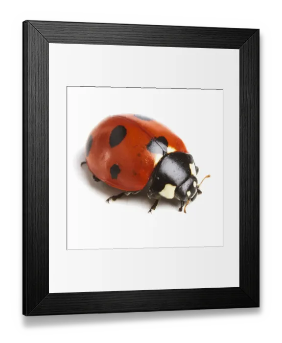Framed Print : Seven-spot ladybird Framed Print : Seven-spot ladybird