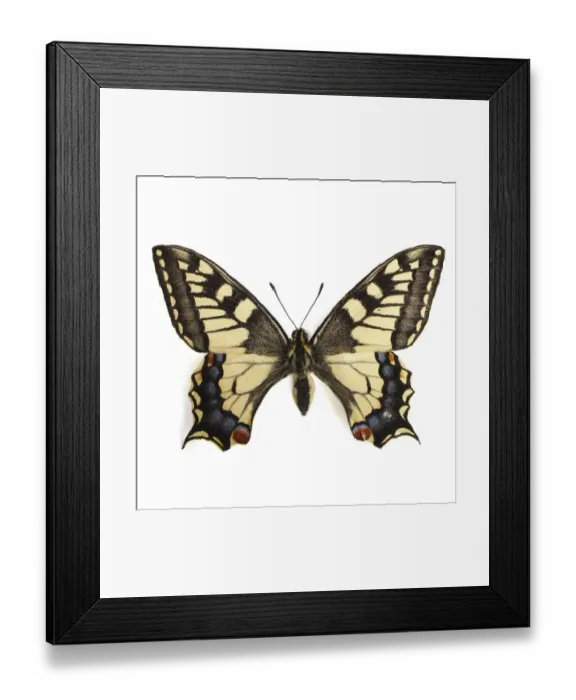 Framed Print : Swallowtail butterfly
