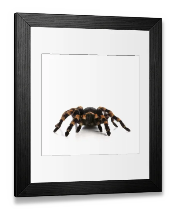 Framed Print : Mexican redknee tarantula Framed Print : Mexican redknee tarantula